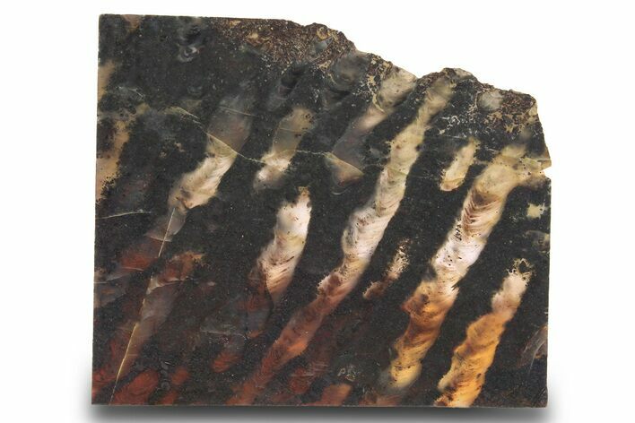 Proterozoic Stromatolite (Collenia) End-Cut - Minnesota #299963